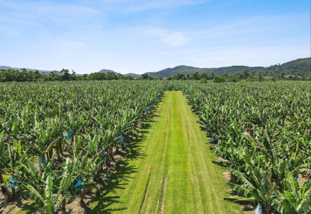 Bananananaa Plantation.